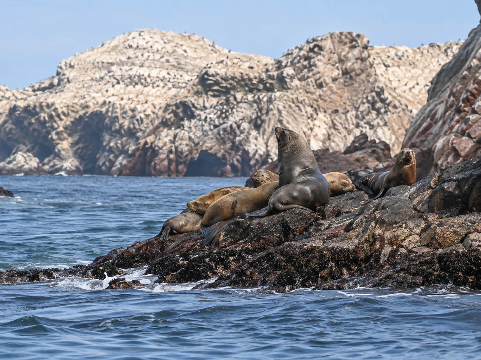 Islas Ballestas desde Ica