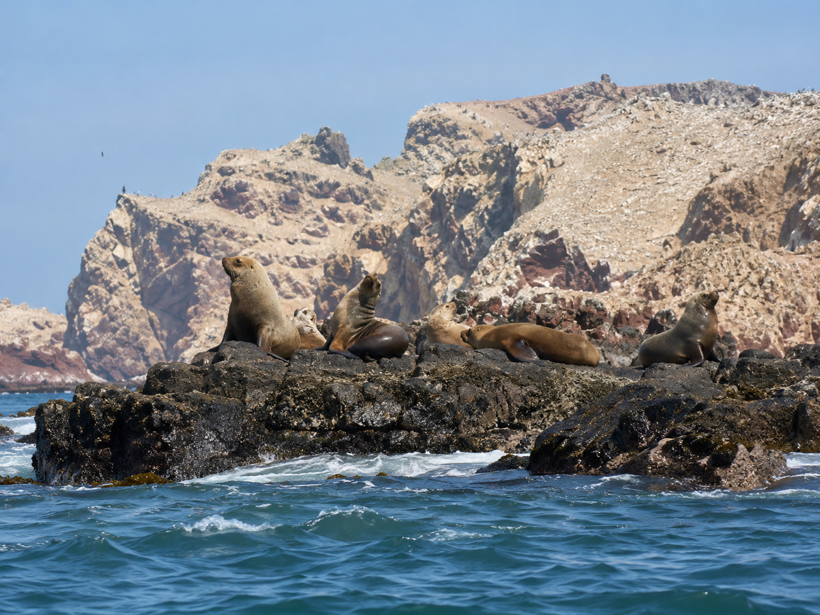 ISLAS BALLESTAS + RESERVA NACIONAL DE PARACAS